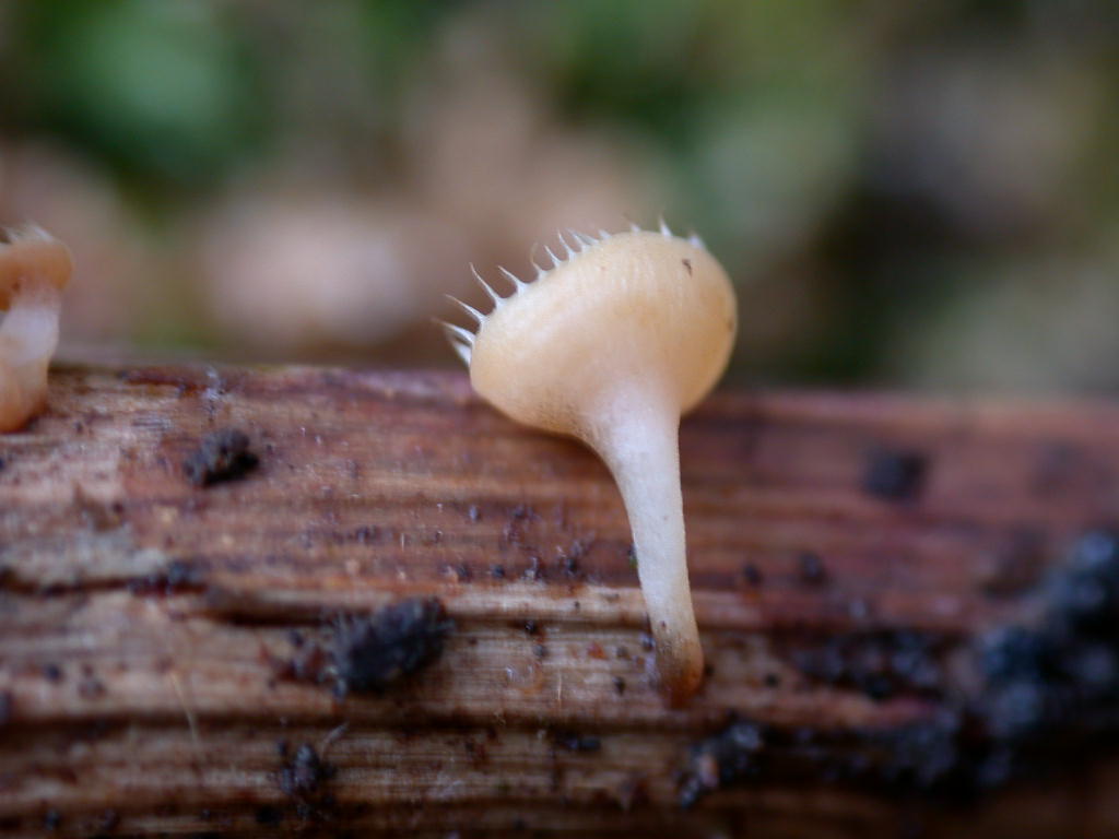 Funghi ... in miniature